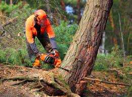 Best Lawn Dethatching  in Newport, KY