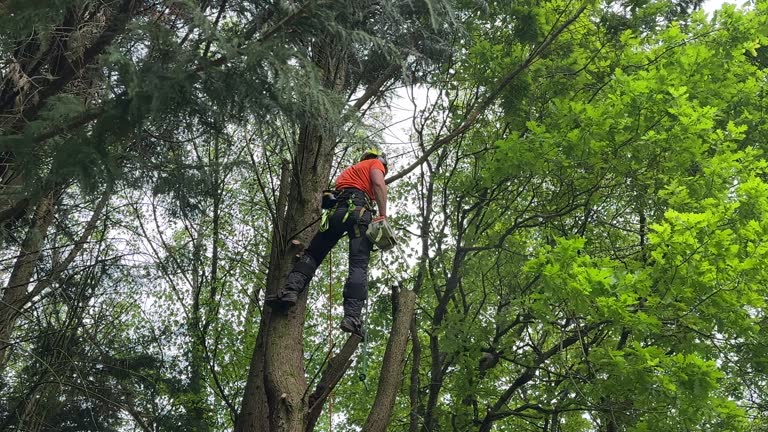 Reliable Newport, KY Tree Services Solutions